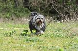 PETIT CHIEN LION 267